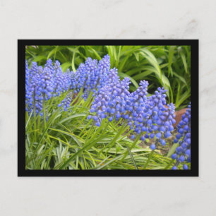 Postal Muscari