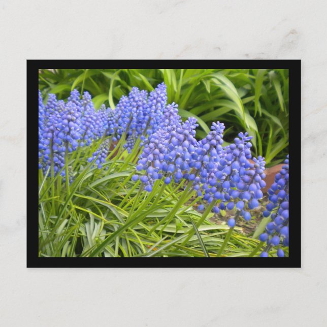 Postal Muscari (Anverso)