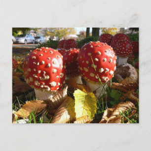 Postal Muscaria de la amanita
