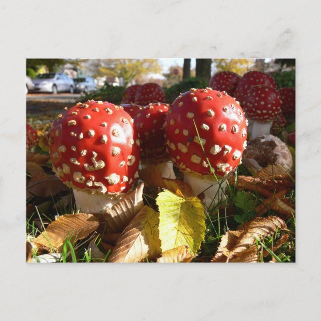 Postal Muscaria de la amanita (Anverso)