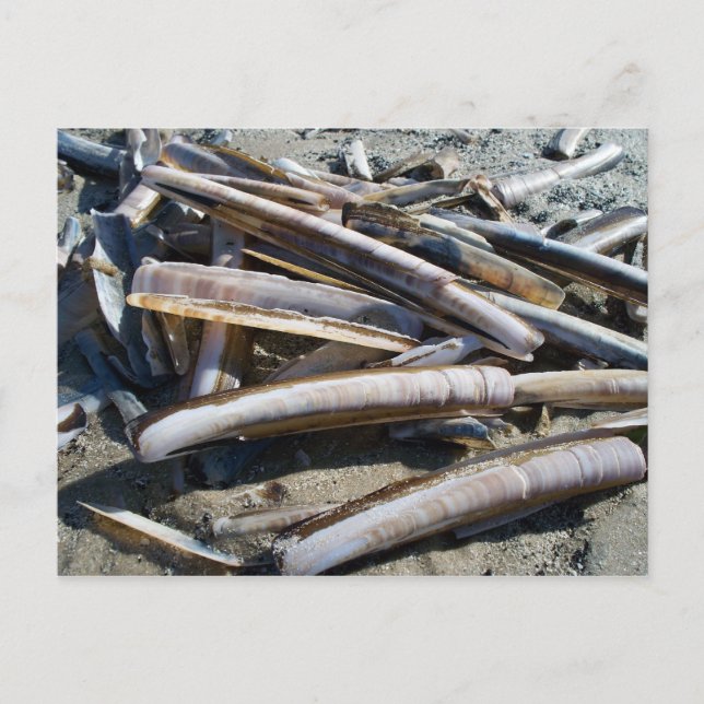 Postal Muscheln (Anverso)