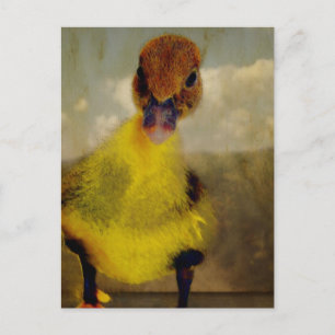 Postal Muscovy Dreamin'