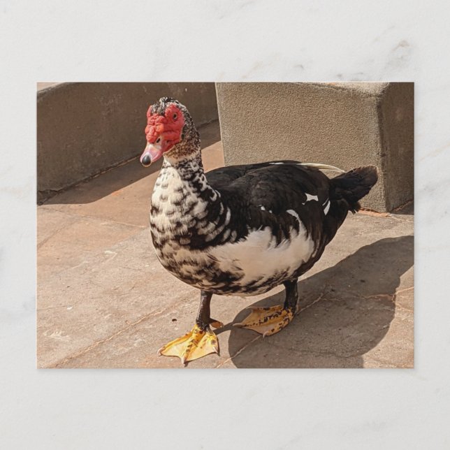 Postal Muscovy Duck (Anverso)