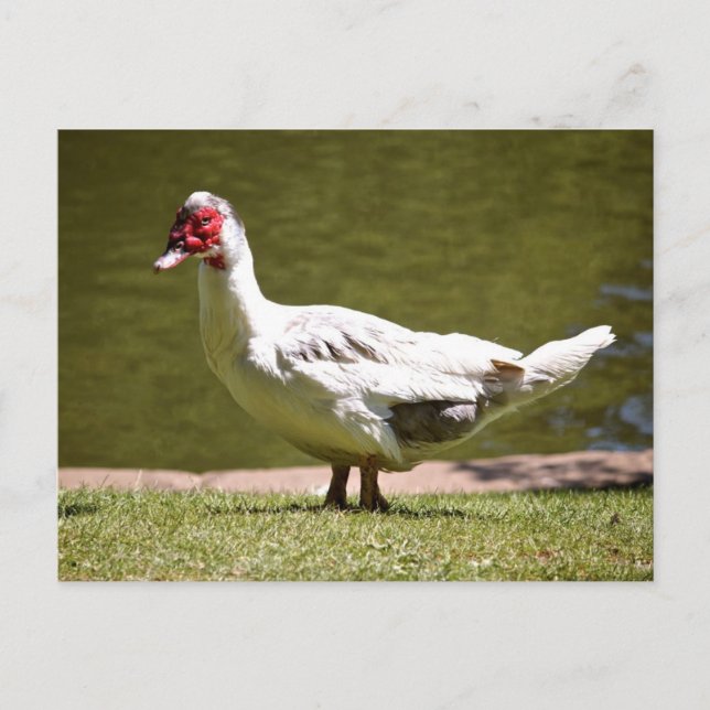 Postal Muscovy Duck (Anverso)