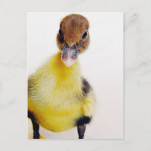 Postal Muscovy Duckling