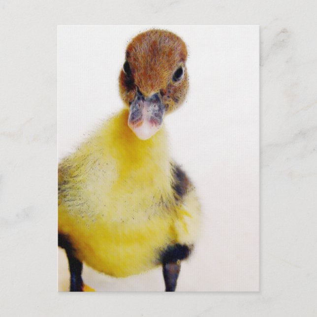 Postal Muscovy Duckling (Anverso)