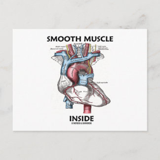 Postal Músculo liso interior (Corazón de anatomía gris)