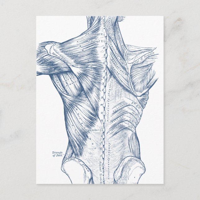 Postal Músculos de dibujo médico de época azul (1890) (Anverso)