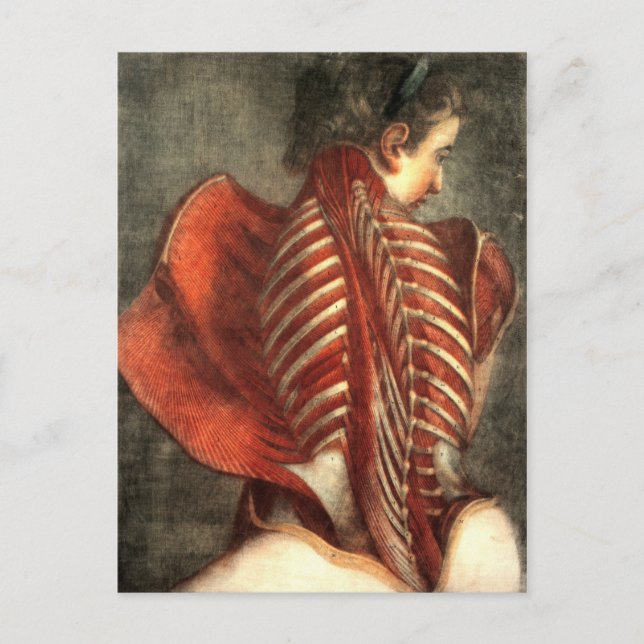 Postal Músculos de la espalda en una hembra (Anverso)