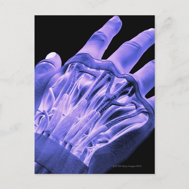 Postal Músculos de la mano (Anverso)