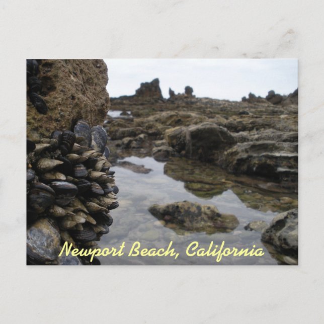 Postal Músculos de Newport Beach (Anverso)