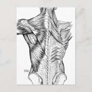Postal Músculos del arte de la anatomía negra y blanca (1