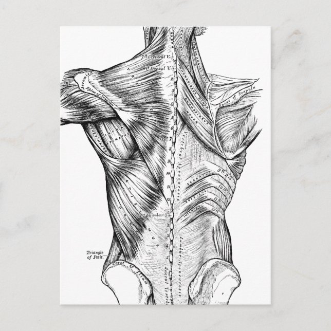 Postal Músculos del arte de la anatomía negra y blanca (1 (Anverso)