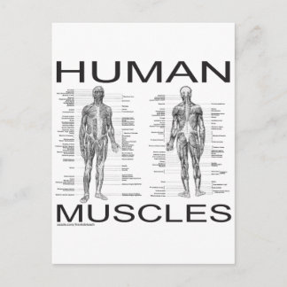 Postal Músculos humanos y anatomía