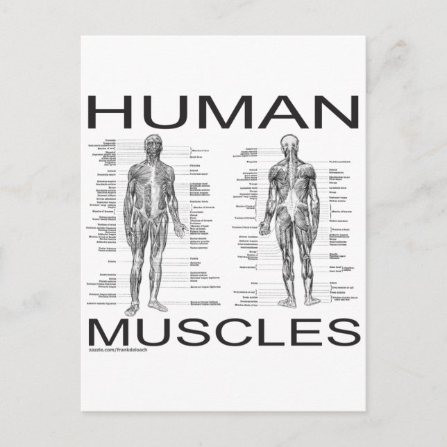Postal Músculos humanos y anatomía (Anverso)