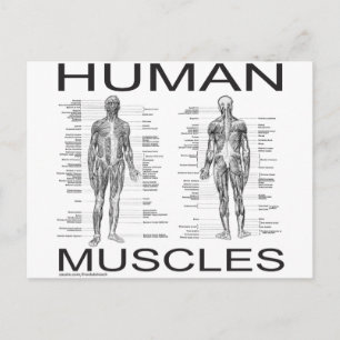 Postal Músculos humanos y anatomía