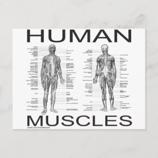 Postal Músculos humanos y anatomía