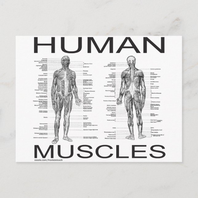 Postal Músculos humanos y anatomía (Anverso)