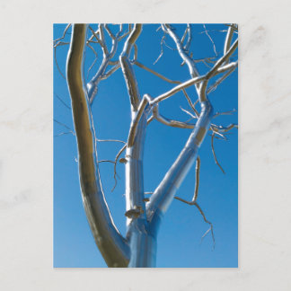 Postal Museo de Arte de San Luis