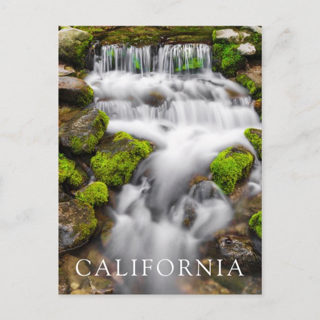 Postal Musgo Alrededor de Fern Spring (Anverso)