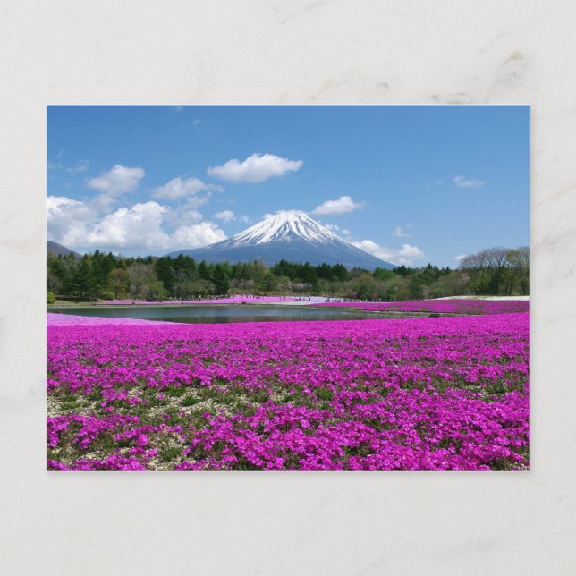 Postal musgo rosa y el monte Fuji en el fondo (Anverso)