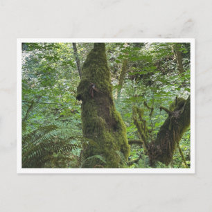Postal Musgo verde
