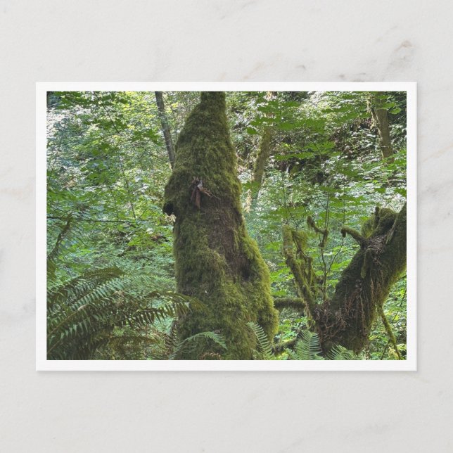 Postal Musgo verde (Anverso)