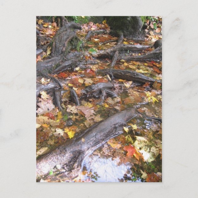 Postal mush de otoño (Anverso)