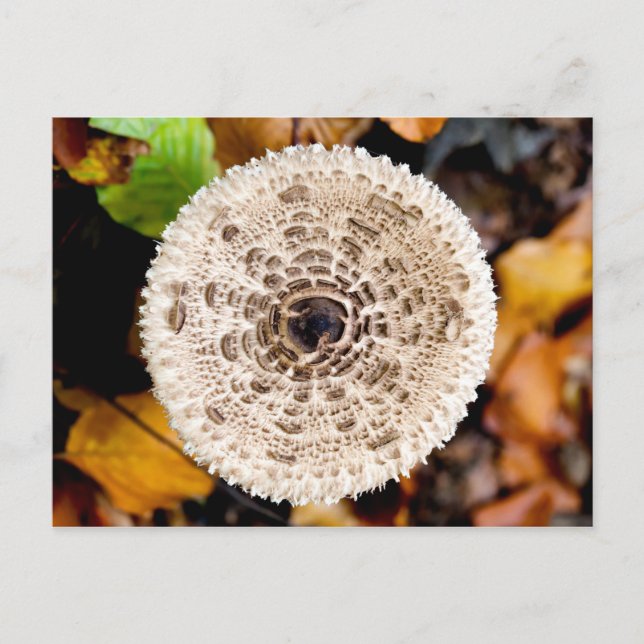 Postal Mushroom (Anverso)