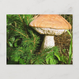 Postal Mushroom