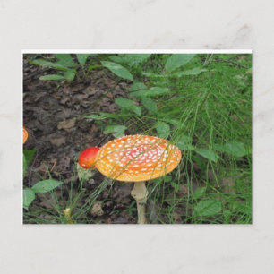 Postal Mushroom