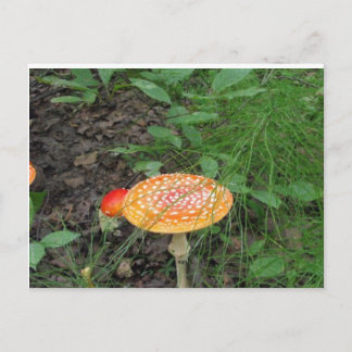 Postal Mushroom