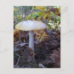 Postal Mushroom gigante