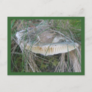 Postal Mushroom Gills Postcard