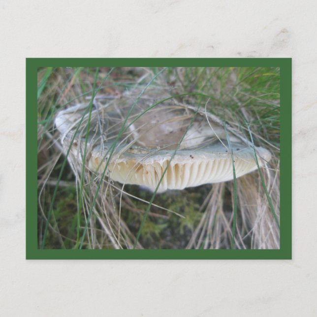 Postal Mushroom Gills Postcard (Anverso)