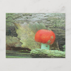 Postal Mushroom In The Woods