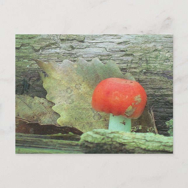 Postal Mushroom In The Woods (Anverso)