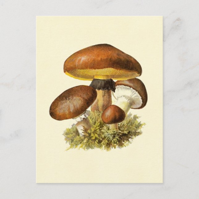 Postal Mushroom marrón vintage (Anverso)