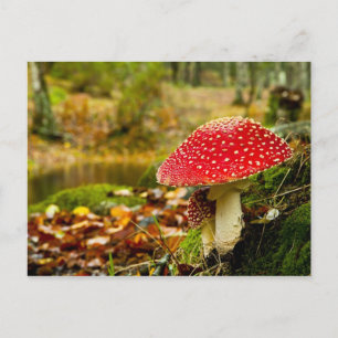 Postal Mushroom rojo