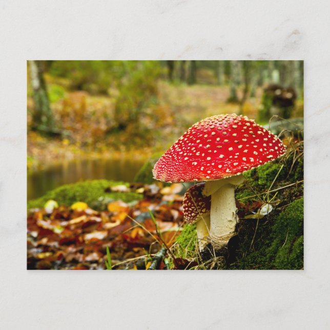Postal Mushroom rojo (Anverso)