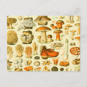 Postal Mushroom Vintage Toadstool Ilustracion antiguo