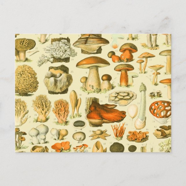 Postal Mushroom Vintage Toadstool Ilustracion antiguo (Anverso)