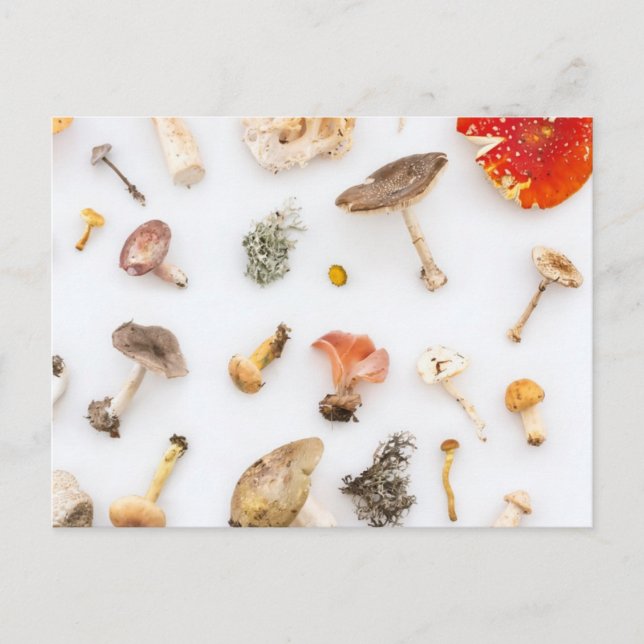 Postal Mushrooms Fungus (Anverso)