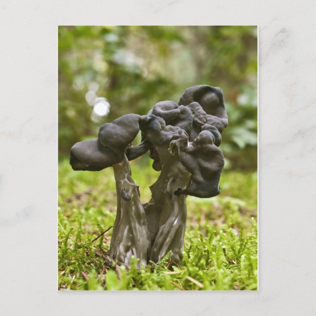 Postal Mushrooms místicos (Anverso)