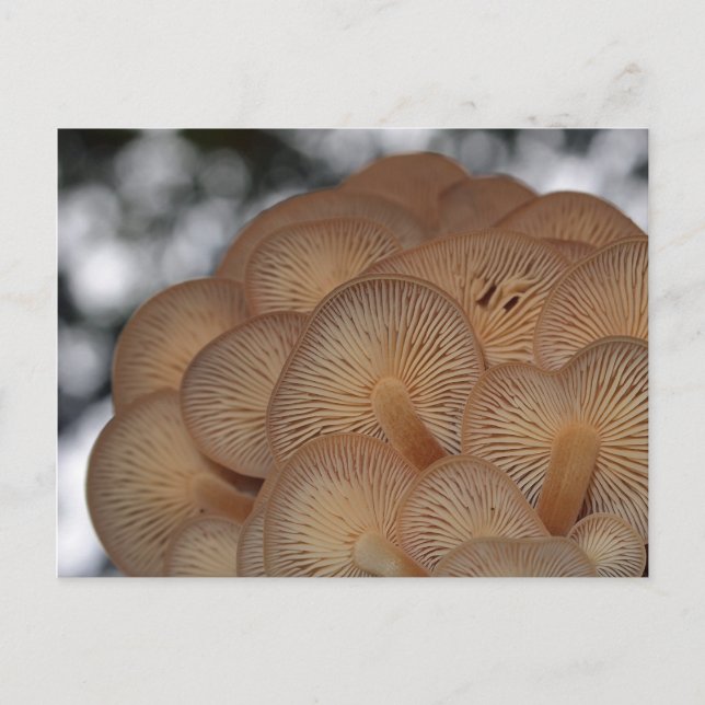 Postal Mushrooms silvestres (Anverso)