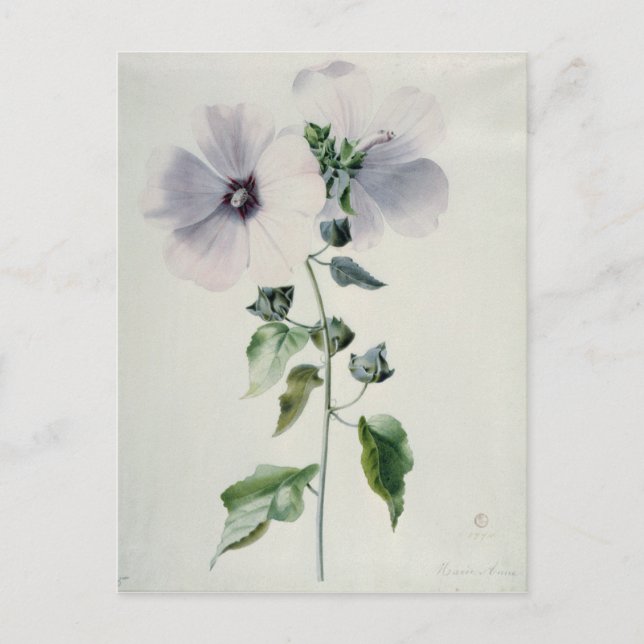 Postal Musk Mallow, siglo XVIII (Anverso)