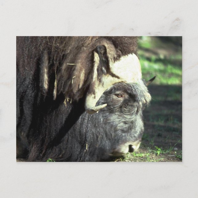 Postal Musk Ox (Anverso)