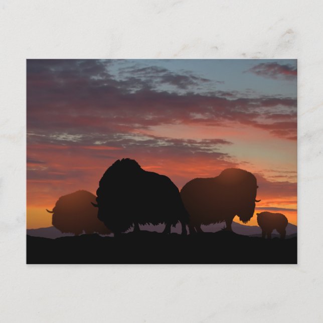 Postal Musk Ox (Anverso)