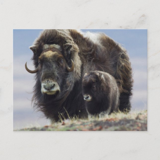 Postal Musk Ox con ternera (Anverso)