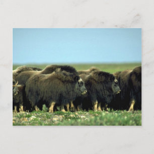 Postal Musk Oxen